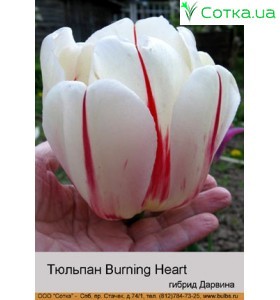 Тюльпан Burning Heart