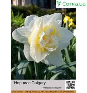 Нарцис Calgary