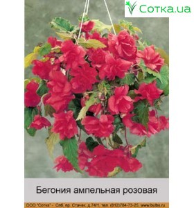 Ампельная розовая