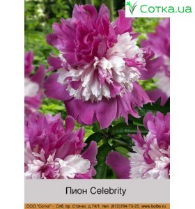 Пион Celebrity