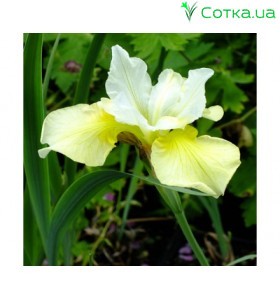 Ирис сибирский (Iris sib.)	Chartreuse Bounty