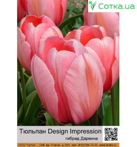 Тюльпан Design Impression