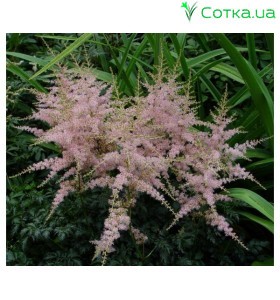 Астильба простолистная (Astilbe)	Dunkellachs