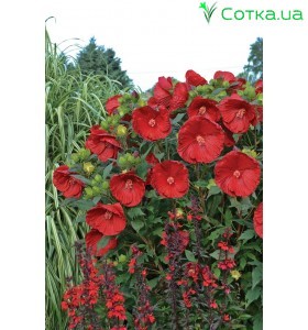 Гибискус (Hibiscus)	Cranberry Crush®