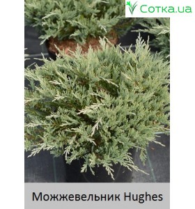 Ялівець горизонтальний Hughes