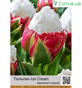 Тюльпан Ice Cream