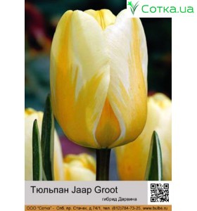 Тюльпан Jaap Groot