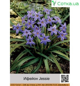 Ифейон Jessie