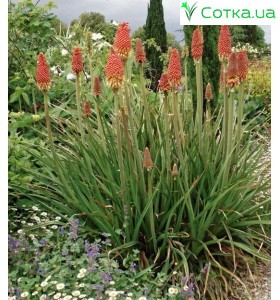 Книфофия (Kniphofia)	uvaria 