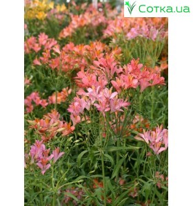 Альстремерия (Alstroemeria) Ligtu-hybrids