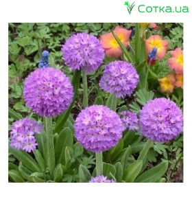 Примула (Primula)	Lilac