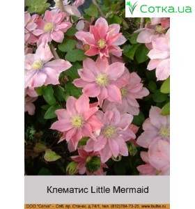 Клематіс Little Mermaid