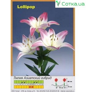 Азіатський гібрид  двоколірний  Lollypop