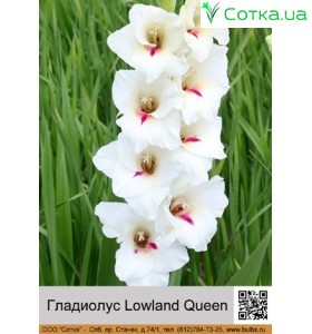 Гладиолус Lowland Queen