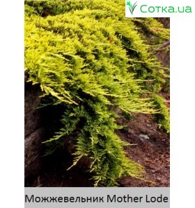 Ялівець горизонтальний Mother Lode