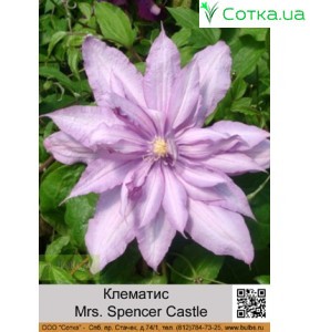 Клематис Mrs. Spencer Castle