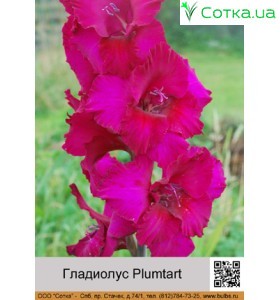 Гладіолус Plumtart