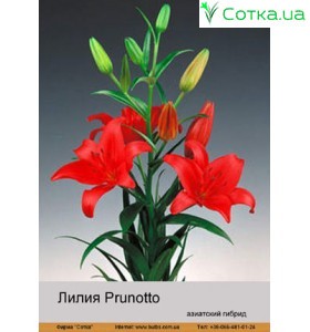 Азиатский гибрид Prunotto