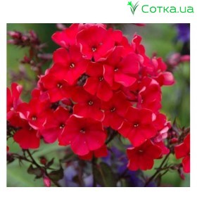 Флокс (Phlox)	Red Girl