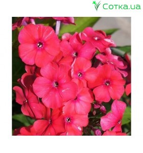 Флокс (Phlox)	Red Riding Hood