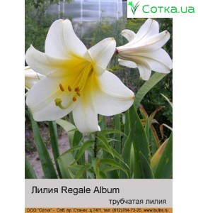 Трубчастая лилия Regale Album