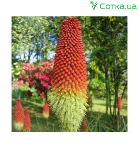 Книфофия (Kniphofia)	Royal Standard
