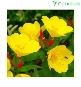Энотера (Oenothera)	Sonnenwende