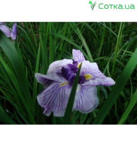 Ирис германика (Iris germ.)	Symphony