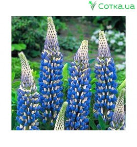 Люпин (Lupines)	The Governor  