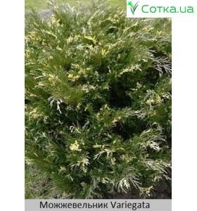 Можжевельник горизонтальный Variegata