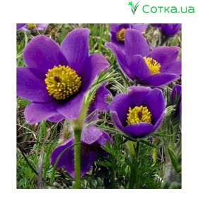 Прострел (Pulsatilla)	Violet Bells