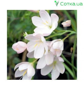 Схизостилис (Schizostylis)	White