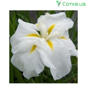 Ирис (Iris ens).	White Lady
