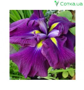 Ирис (Iris ens).	Wine Ruffles