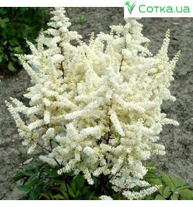 Астильба японская (Astilbe) (J)	Ellie
