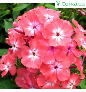 Флокс (Phlox)	Watermelon Punch®
