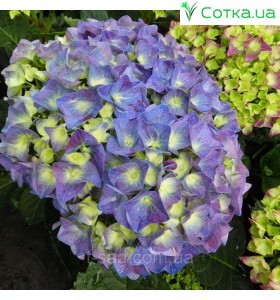 Гортензия крупнолистная Jip Blue 2 года