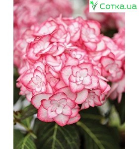 Гортензия крупнолистная Miss Saori (Саори) новый сорт 2год 