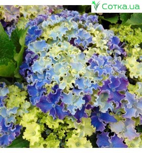 Гортензия крупнолистная Curly Sparkle Blue Purple (Керли Спаркле Блу Пурпле)