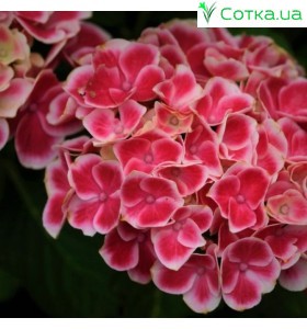 Гортензия крупнолистная Tivoli pink (Тиволи) 