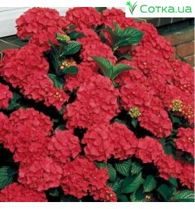 Гортензия крупнолистная Red Beauty 2 года 