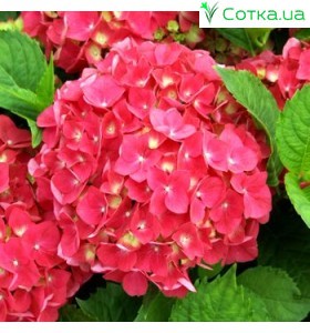 Гортензия крупнолистная Hot Red (Хот Ред) 3год 