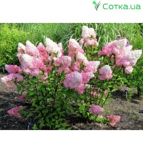 Гортензія волотиста Vanille Fraise 2 роки