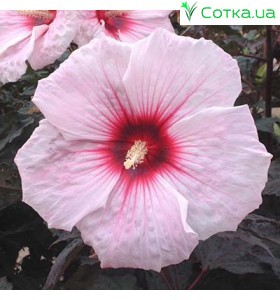Гибискус (Hibiscus)	Kopper King®