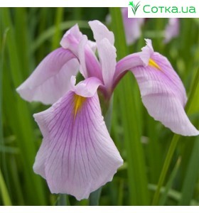 Ирис (Iris ens).	Rose Queen