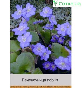 Печеночница nobilis