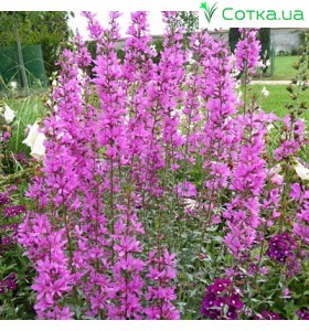Дербенник (Lythrum) 	Dropmore Purple