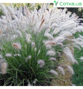 Пеннисетум (Pennisetum)	Little Bunny