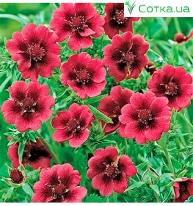 Лапчатка (Potentilla)	Monarch's Velvet