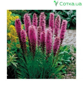 Лиатрис (Liatris)	spicata Kobold (from seeds)